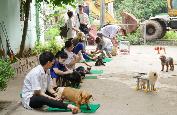 Phòng khám châm cứu miễn phí cho chó, mèo của cụ bà 90 tuổi - 9