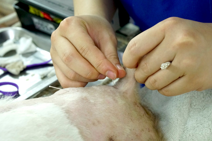 Phòng khám châm cứu miễn phí cho chó, mèo của cụ bà 90 tuổi - 11