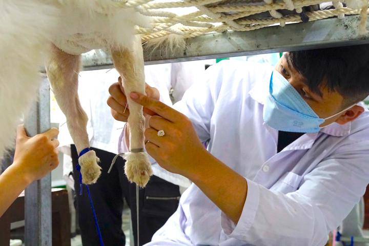 Phòng khám châm cứu miễn phí cho chó, mèo của cụ bà 90 tuổi - 15