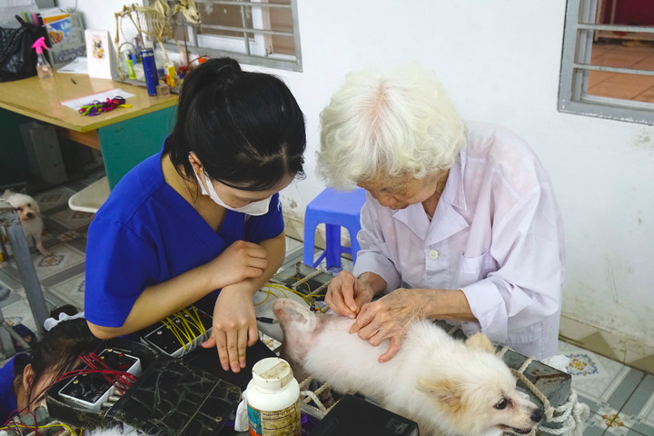 Phòng khám châm cứu miễn phí cho chó, mèo của cụ bà 90 tuổi - 8