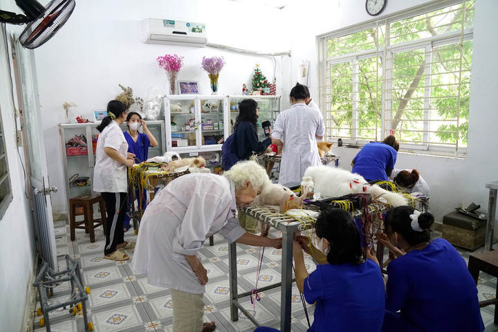 Phòng khám châm cứu miễn phí cho chó, mèo của cụ bà 90 tuổi - 3