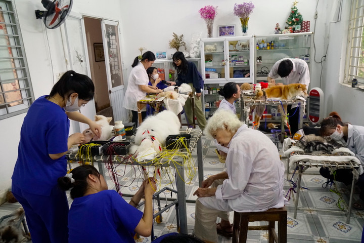 Phòng khám châm cứu miễn phí cho chó, mèo của cụ bà 90 tuổi - 7
