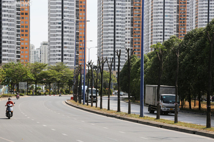 Vì sao TP.HCM di dời, đốn hạ hơn 1.300 cây xanh trên đường Mai Chí Thọ? - 11