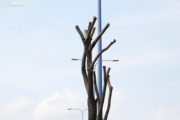 Vì sao TP.HCM di dời, đốn hạ hơn 1.300 cây xanh trên đường Mai Chí Thọ? - 7