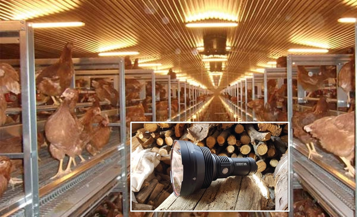 Dùng đèn pin dọa gà chết thảm, người đàn ông nhận cái kết cực đắng - 1