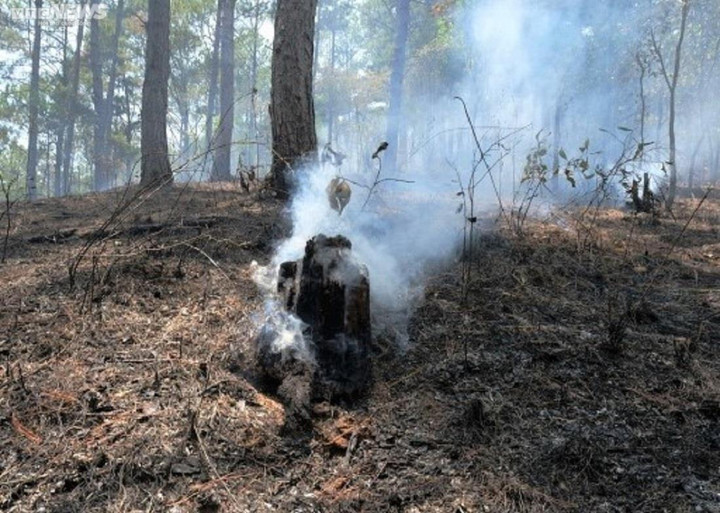 Cận cảnh rừng phòng hộ trên đèo Prenn Đà Lạt sau cơn 'bão lửa' - 5
