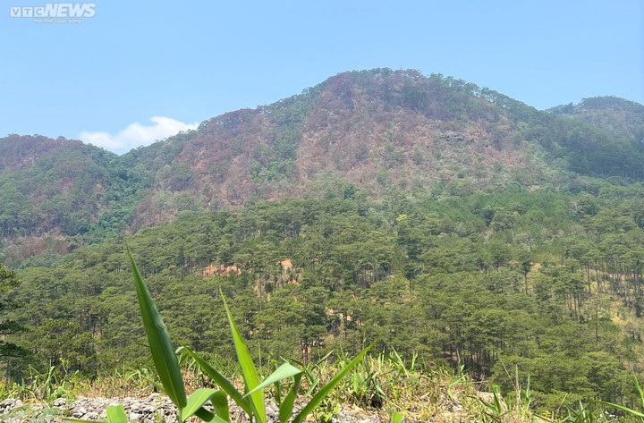 Cận cảnh rừng phòng hộ trên đèo Prenn Đà Lạt sau cơn 'bão lửa' - 1