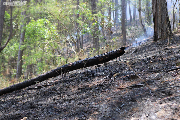 Cận cảnh rừng phòng hộ trên đèo Prenn Đà Lạt sau cơn 'bão lửa' - 6