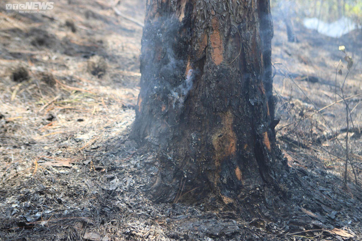 Cận cảnh rừng phòng hộ trên đèo Prenn Đà Lạt sau cơn 'bão lửa' - 4