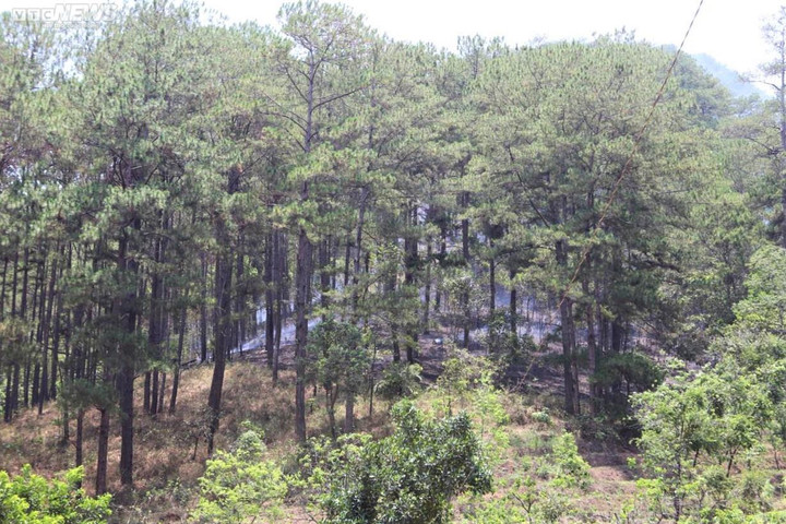 Cận cảnh rừng phòng hộ trên đèo Prenn Đà Lạt sau cơn 'bão lửa' - 2