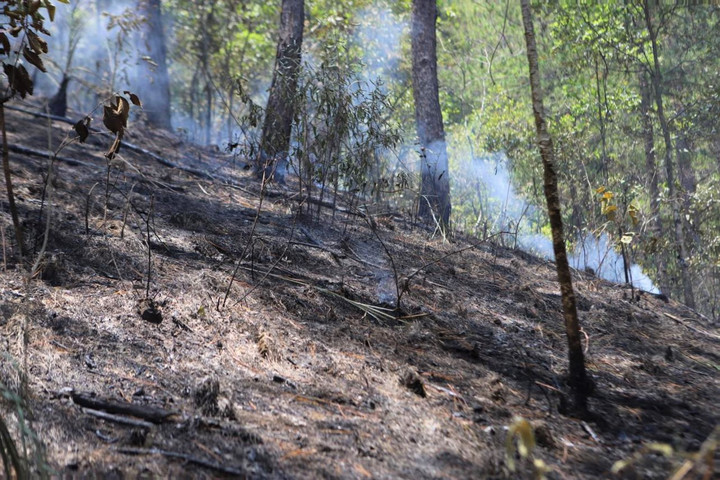 Cận cảnh rừng phòng hộ trên đèo Prenn Đà Lạt sau cơn 'bão lửa' - 8