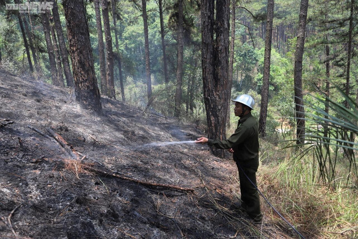 Cận cảnh rừng phòng hộ trên đèo Prenn Đà Lạt sau cơn 'bão lửa' - 7