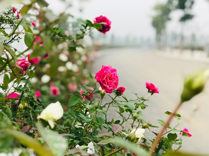 Tận hưởng sắc màu Châu Âu tại khu đô thị Danko City - 3