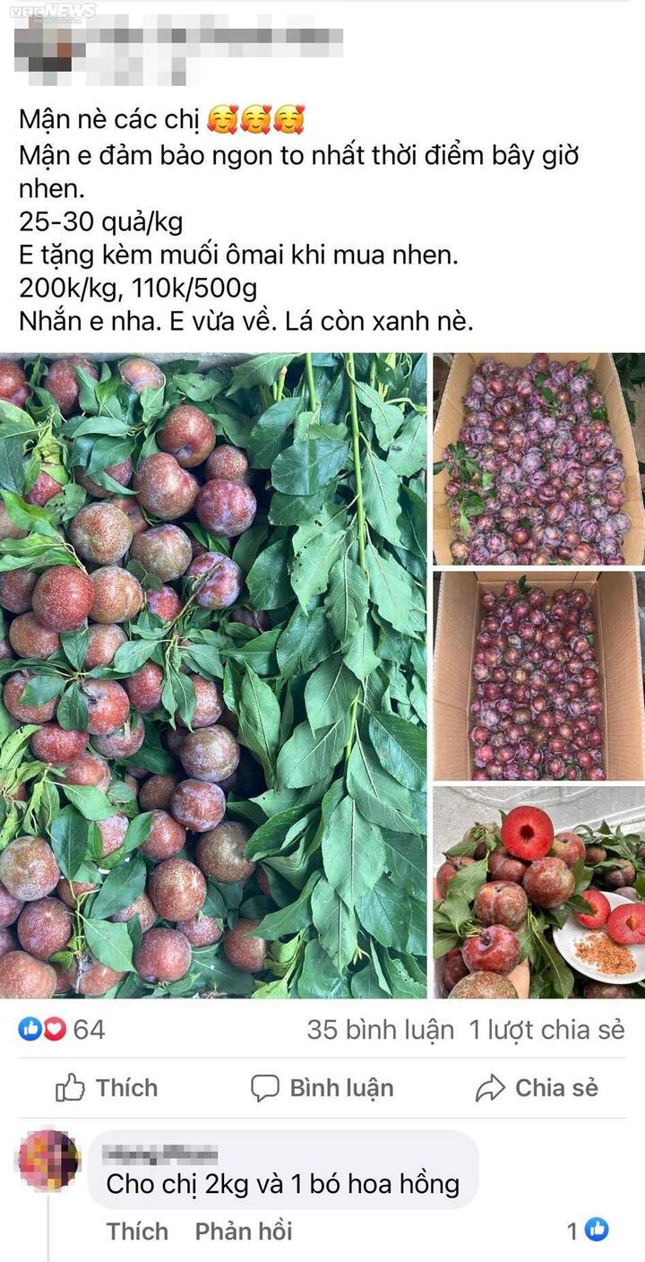 'Chợ mạng' rao bán 200.000 đồng/kg mận Mộc Châu - 3
