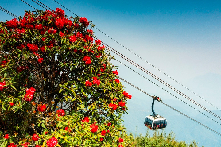 Đến Sun World Fansipan Legend chiêm ngưỡng thiên đường hoa đẹp như mơ - 6