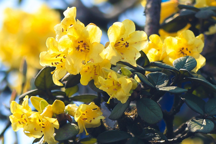 Đến Sun World Fansipan Legend chiêm ngưỡng thiên đường hoa đẹp như mơ - 8