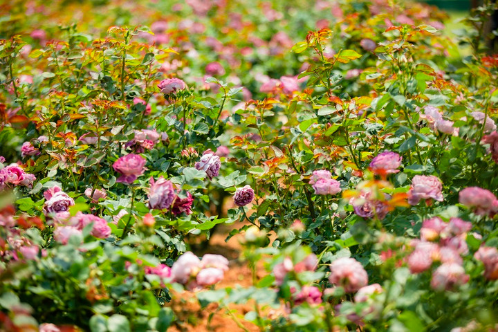 Đến Sun World Fansipan Legend chiêm ngưỡng thiên đường hoa đẹp như mơ - 4