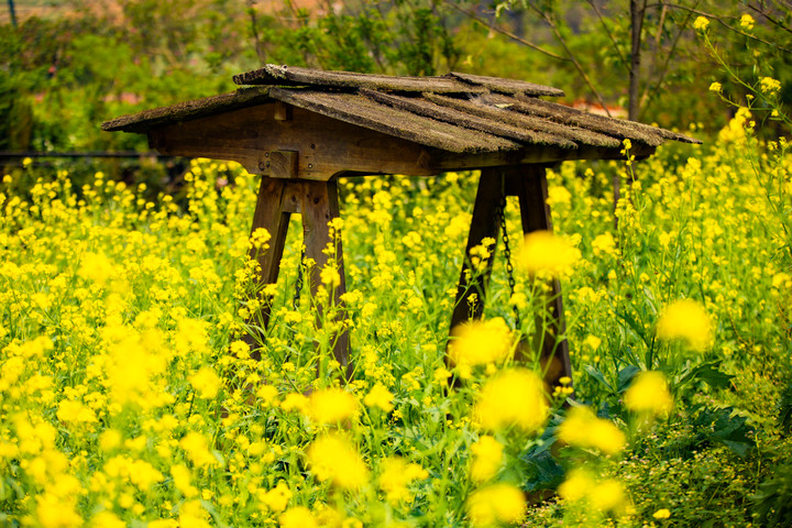 Đến Sun World Fansipan Legend chiêm ngưỡng thiên đường hoa đẹp như mơ - 2