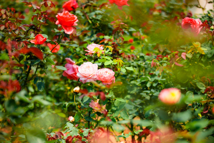 Đến Sun World Fansipan Legend chiêm ngưỡng thiên đường hoa đẹp như mơ - 5