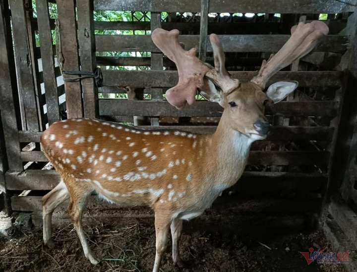 'Hươu vàng' giá nửa tỷ đồng ở Hà Tĩnh kiếm vài trăm triệu cho chủ mỗi năm - 1