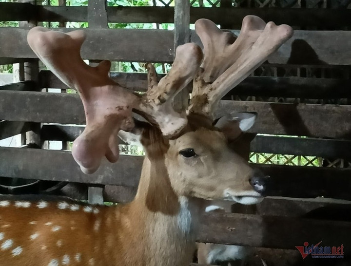 'Hươu vàng' giá nửa tỷ đồng ở Hà Tĩnh kiếm vài trăm triệu cho chủ mỗi năm - 2