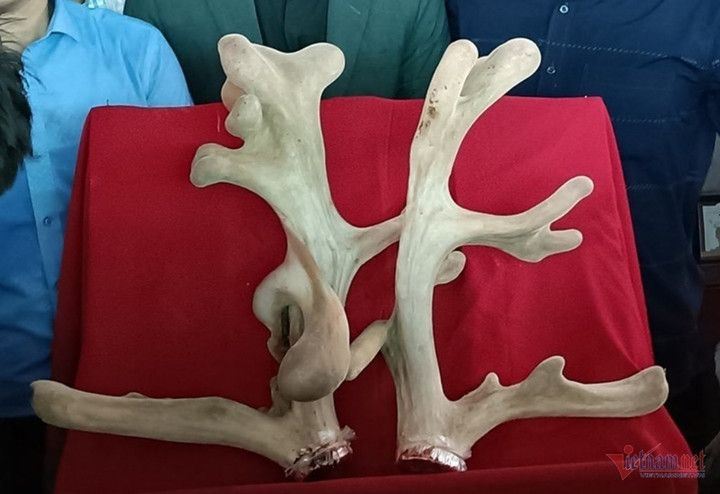 'Hươu vàng' giá nửa tỷ đồng ở Hà Tĩnh kiếm vài trăm triệu cho chủ mỗi năm - 3