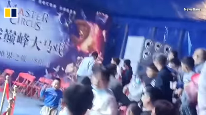 Hai con sư tử xổng khỏi lồng sắt khi đang biểu diễn, khán giả náo loạn - 2