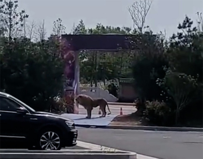 Hai con sư tử xổng khỏi lồng sắt khi đang biểu diễn, khán giả náo loạn - 3