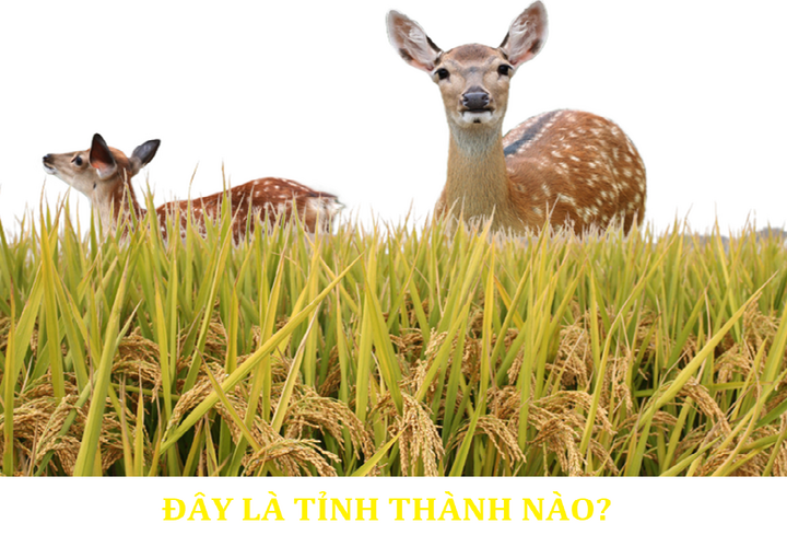 Đoán tên tỉnh thành dựa vào hình ảnh gợi ý - 1