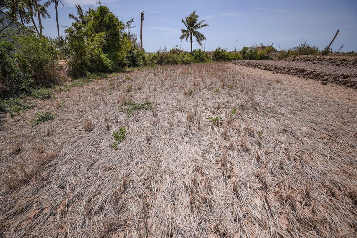 Tân Á Đại Thành tung chính sách bảo hành 1 đổi 1 cho 'siêu bồn nhựa Plasman' - 1