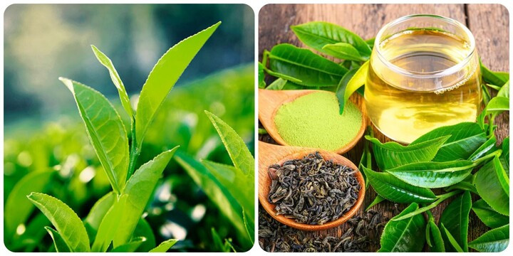 Trà xanh cực tốt nhưng 10 nhóm người dưới đây cần phải tránh xa - 1