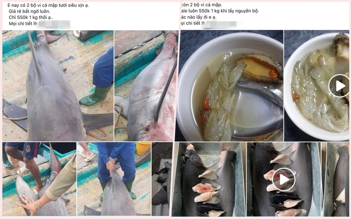 Bào ngư, vi cá mập giá rẻ giật mình, bán tràn 'chợ mạng' - 3