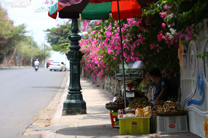 Ngắm cung đường OneWay Marathon Vũng Tàu 2023 ngợp sắc hoa giấy - 6