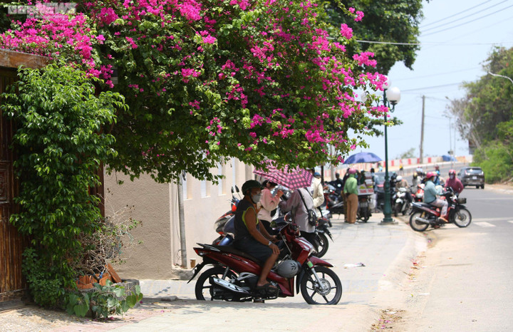 Ngắm cung đường OneWay Marathon Vũng Tàu 2023 ngợp sắc hoa giấy - 9