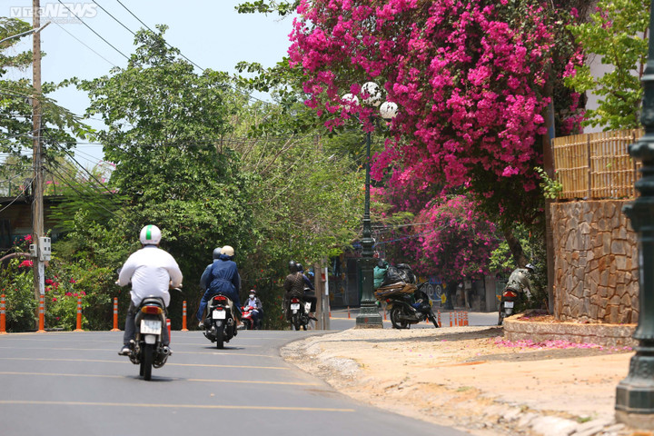 Ngắm cung đường OneWay Marathon Vũng Tàu 2023 ngợp sắc hoa giấy - 5