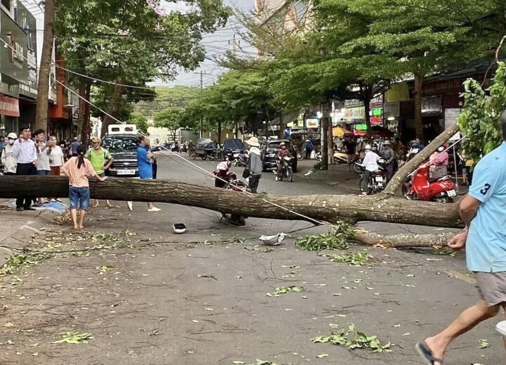 Cây xanh bật gốc đè người phụ nữ đi đường ở Đắk Lắk - 2