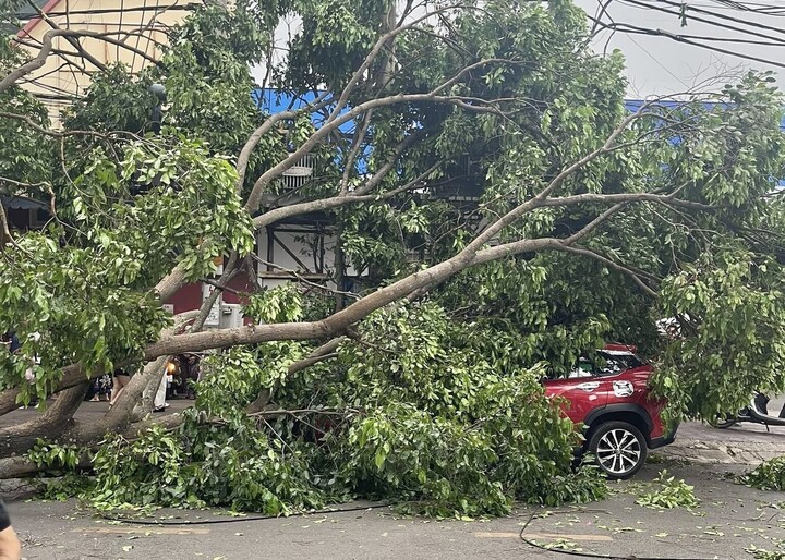 Cây xanh bật gốc đè người phụ nữ đi đường ở Đắk Lắk - 4