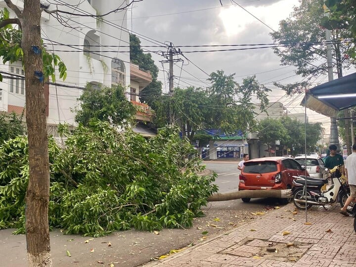 Cây xanh bật gốc đè người phụ nữ đi đường ở Đắk Lắk - 3