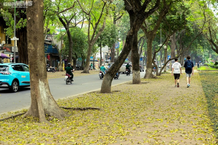 Ngắm con đường lãng mạn nhất Hà Nội rực vàng mùa sấu thay lá - 10