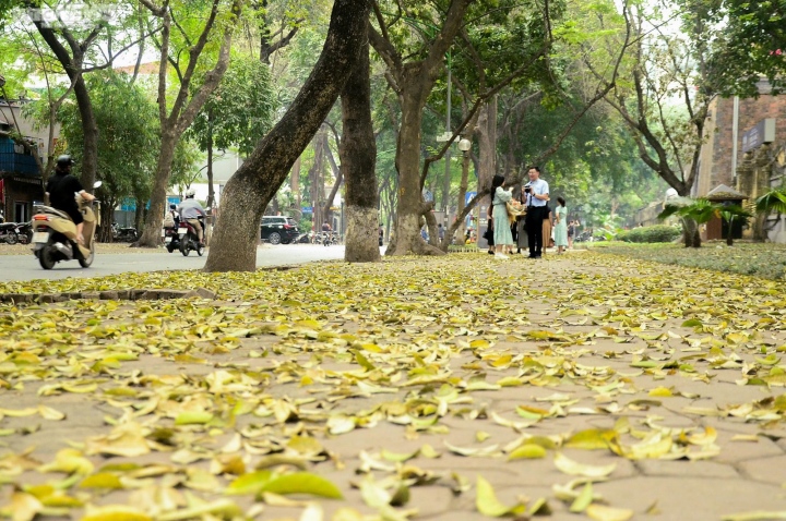 Ngắm con đường lãng mạn nhất Hà Nội rực vàng mùa sấu thay lá - 1