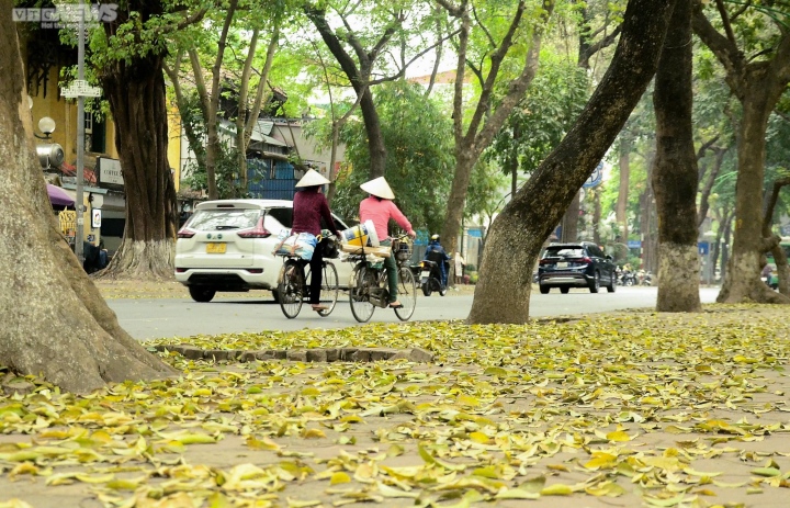 Ngắm con đường lãng mạn nhất Hà Nội rực vàng mùa sấu thay lá - 4