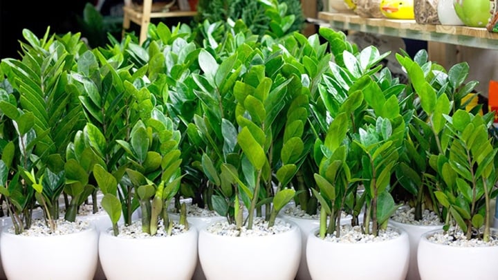 Những loại cây phong thủy giúp hút tài lộc, đón bình an bạn nên trồng trong nhà - 1