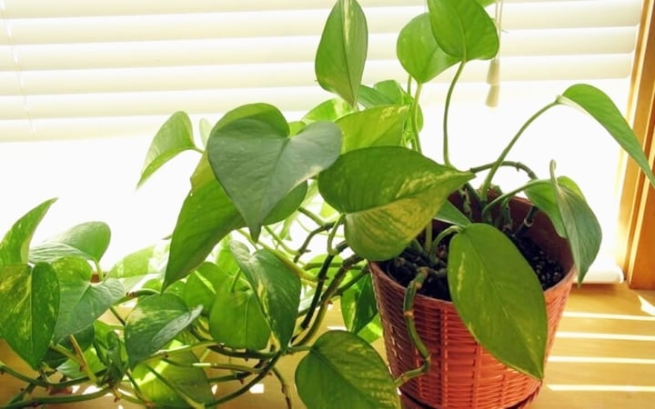 Những loại cây phong thủy giúp hút tài lộc, đón bình an bạn nên trồng trong nhà - 2