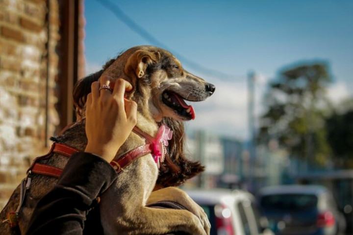 Người giàu sẵn sàng chi cả đống tiền cho 7 thứ kỳ lạ này - 2