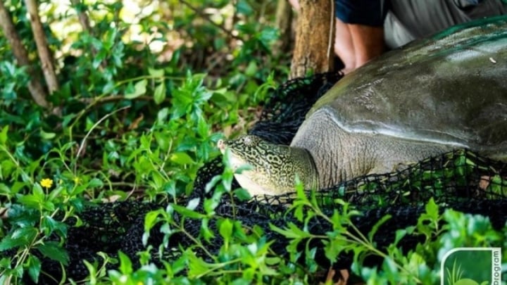 Hà Nội yêu cầu làm rõ nguyên nhân rùa nặng gần 100 kg chết ở hồ Đồng Mô - 1