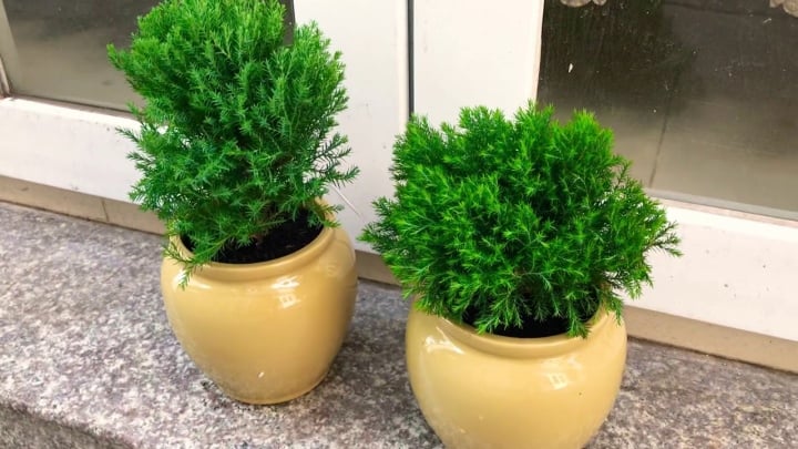 7 loại cây nên trồng trong nhà để thanh lọc không khí - 1