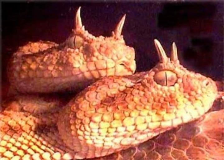 Hình ảnh kì lạ về loài rắn có đôi mắt to nhất thế giới - 3