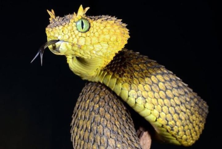 Hình ảnh kì lạ về loài rắn có đôi mắt to nhất thế giới - 2