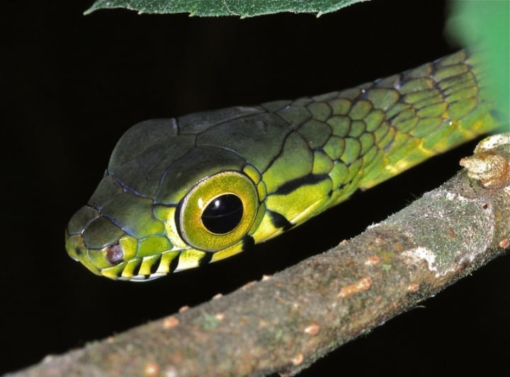 Hình ảnh kì lạ về loài rắn có đôi mắt to nhất thế giới - 1