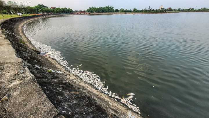 Cá chết trương, nổi trắng hồ điều hòa lớn nhất TP Hà Tĩnh - 12